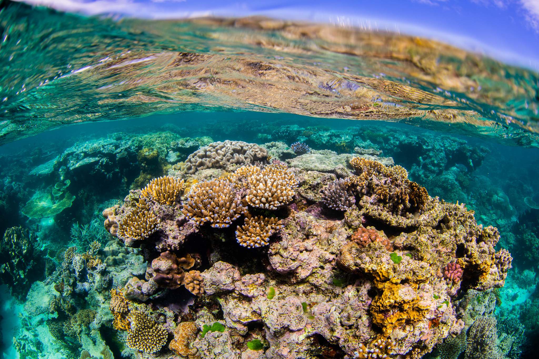 Cotton On Foundation Pledges $2 Million to World First Reef Cooperative ...