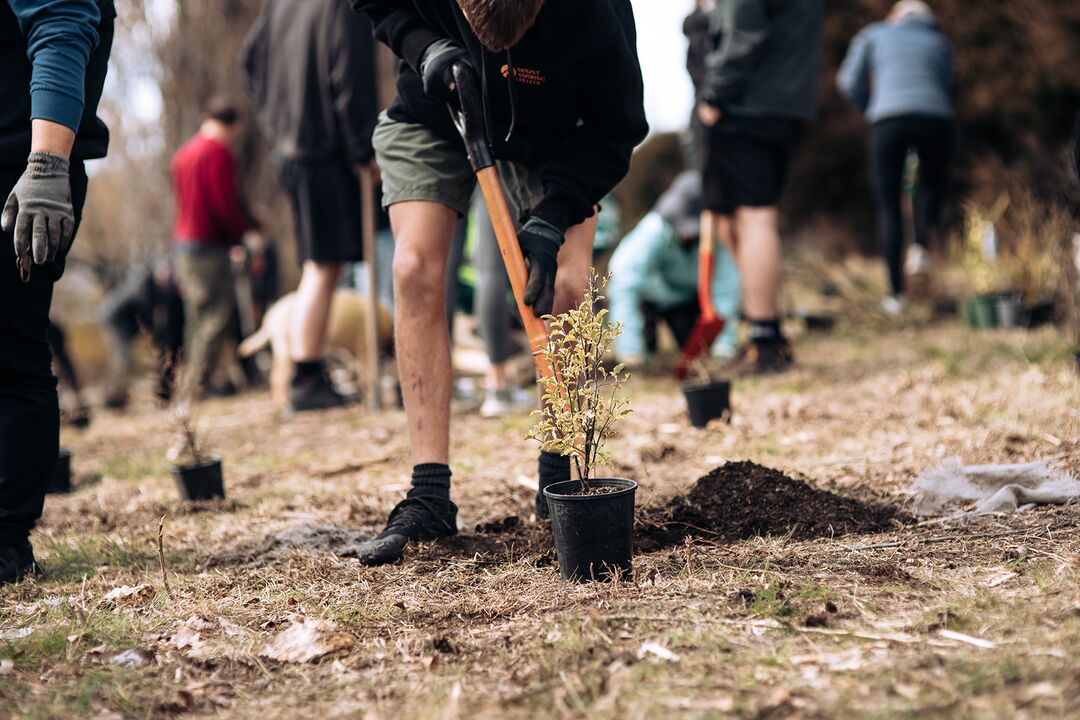 Love Wanaka Planting Day